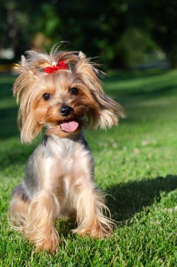 Köpek evcil hayvanı Yorkshire Teriyeri yaz günü açık havada parkta yürüyüşe çıkmış.