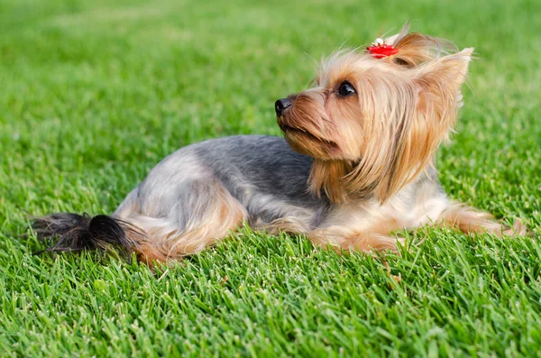 Dog Pet Yorkshire Terrier Walk Park Summer Day Outdoors — Stock Photo, Image