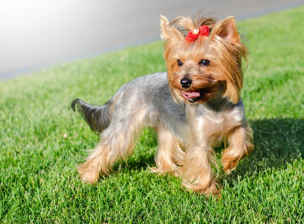 Köpek Evcil Hayvanı Yorkshire Teriyeri Yaz Günü Açık Havada Parkta — Stok fotoğraf