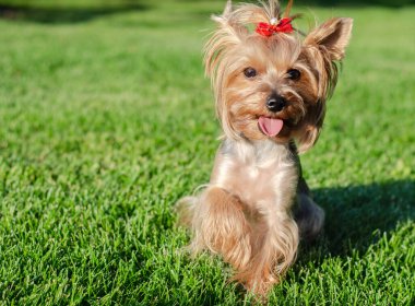 Köpek evcil hayvanı Yorkshire Teriyeri yaz günü açık havada parkta yürüyüşe çıkmış.