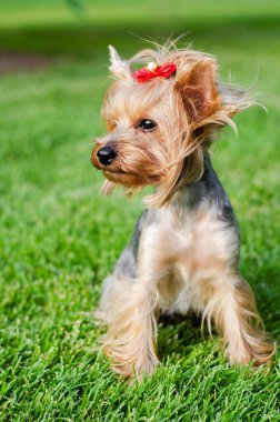 Köpek evcil hayvanı Yorkshire Teriyeri yaz günü açık havada parkta yürüyüşe çıkmış.