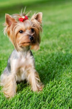 Köpek evcil hayvanı Yorkshire Teriyeri yaz günü açık havada parkta yürüyüşe çıkmış.