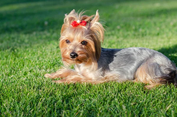 Dog Pet Yorkshire Terrier Walk Park Summer Day Outdoors — Stock Photo, Image
