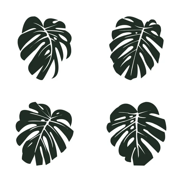 Векторні ілюстрації. Екзотична тропічна рослина. Монстера йде. Чорні силуети на білому тлі . — стоковий вектор