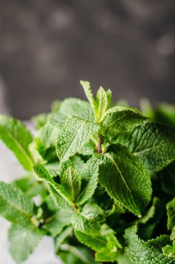 Beton arka planda taze nane.