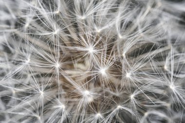 Beyaz kabartmak karahindiba yakın çekim için arka plan, makro