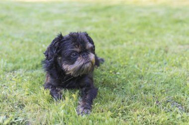 Köpek, Belçikalı Griffon, çim