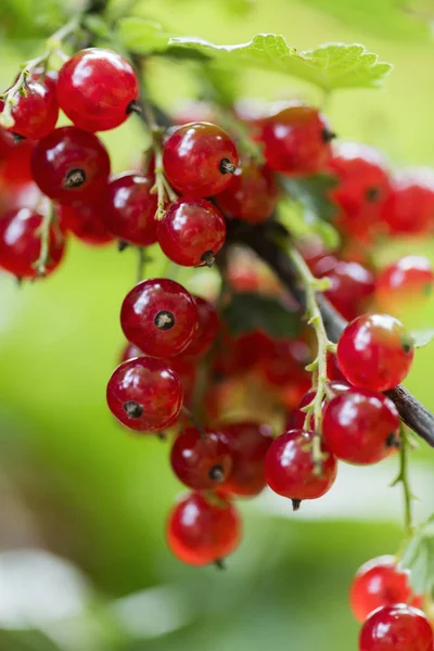 Berries Red Currants Summer Garden — Stock Photo, Image