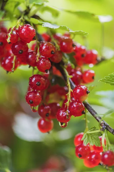 Berries Red Currants Summer Garden Rain — Stock Photo, Image