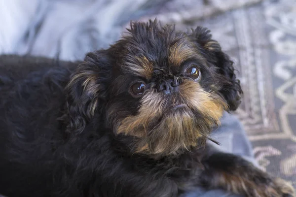 Belgiska griffon — Stockfoto