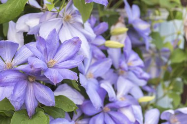 Çiçekler mor akasma, dekoratif açık ıslahı için çok yıllık yılan balığı