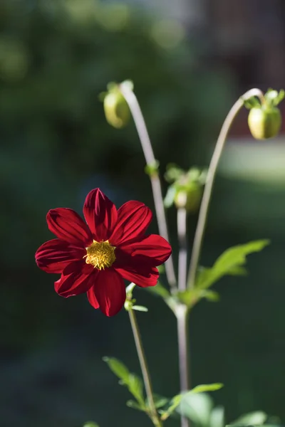 緋のダリア型バンビーノ日当たりの良い花壇に夏の日 — ストック写真