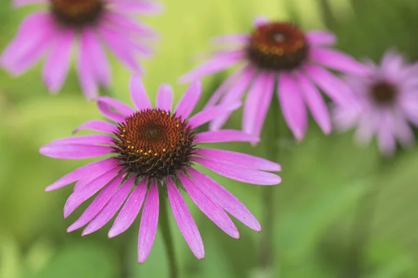 Fiori Rosa Coneflower Rudbeckia Letto Giardino — Foto Stock