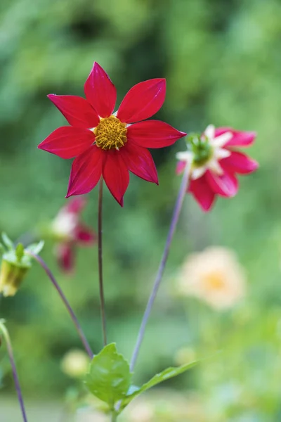 Scarlatto Dahlia Tipo Bambino Giorno Estate Aiuola Soleggiata — Foto Stock