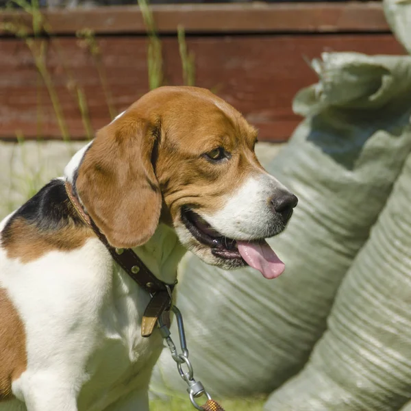 English Beagle Portrait Pupil Square — Stock Photo, Image