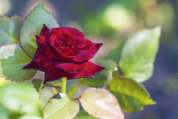 Arbusto Fiore Una Rosa Rossa Una Giornata Sole Estate — Foto Stock