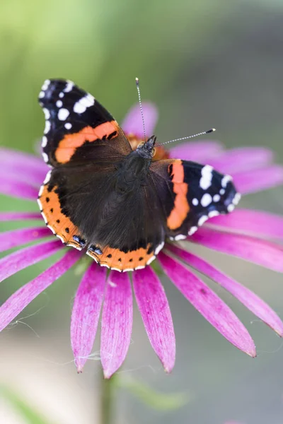 Brown Orange Butterfly Admiral Pink Flower Close — Stock Photo, Image