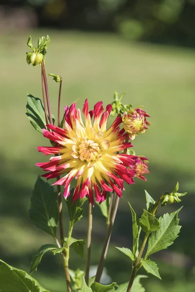 Dahlia Jaune Rouge Par Une Journée Ensoleillée Été Sur Lit — Photo