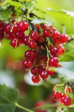Meyveler bir yağmur sonra yaz bahçesinde kırmızı kuş üzümü