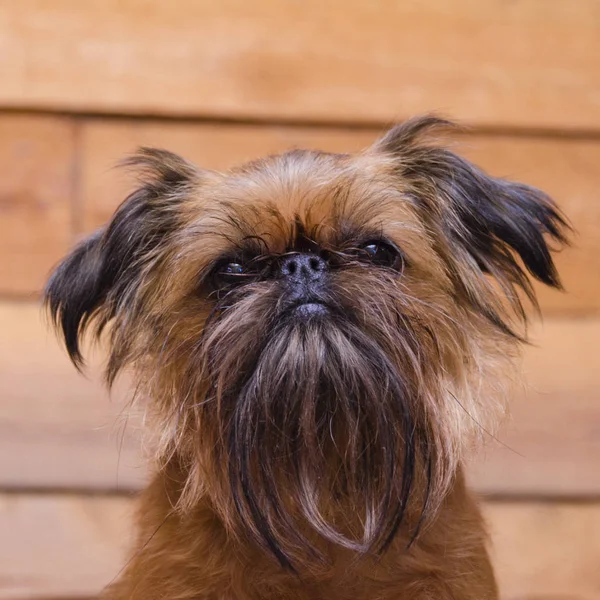 Lilla Rödhåriga Hund Bryssel Griffon Mot Bakgrund Trävägg — Stockfoto