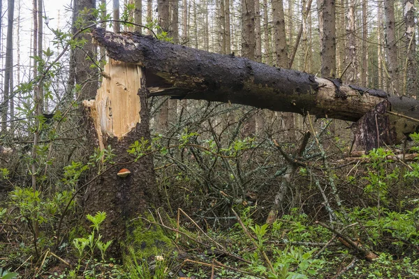 Padlý strom v jehličnatých lesů — Stock fotografie