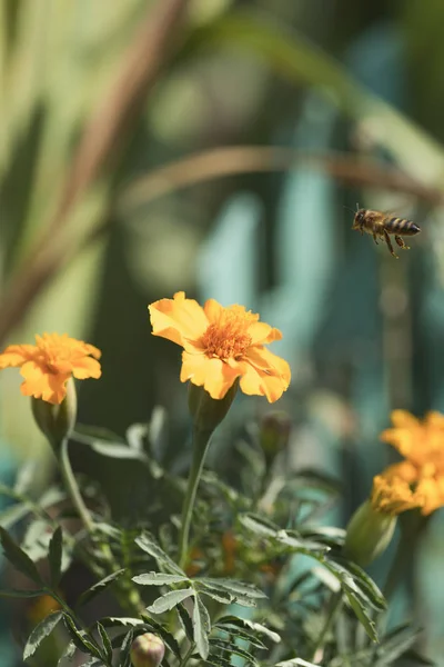 Blumen Aus Gelben Ringelblumen Und Eine Biene Die Auf Einer — Stockfoto