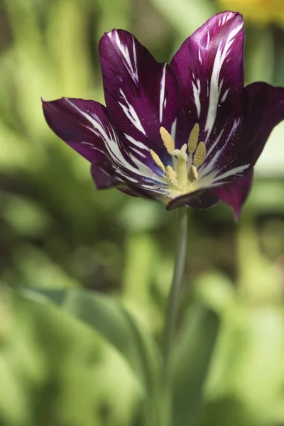 Фіолетовий Кольоровий Відкритий Тюльпан Саду — стокове фото