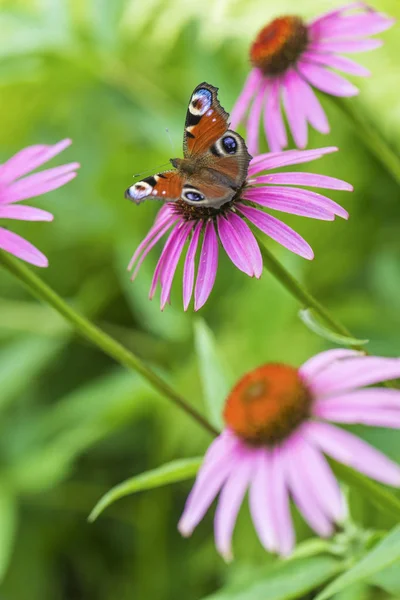 Borboleta Marrom Uma Flor Rosa Jardim — Fotografia de Stock