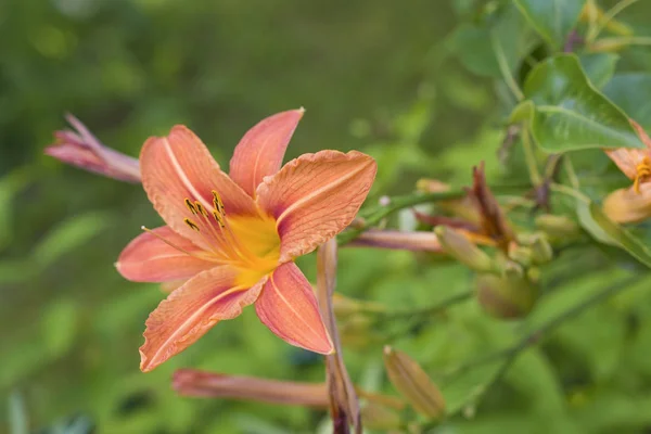 オレンジ色のユリ 庭の装飾的な庭の花 — ストック写真