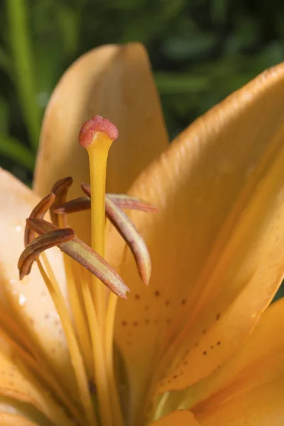 Stamper Meeldraden Petal Oranje Lelie Close Met Waterdruppeltjes — Stockfoto