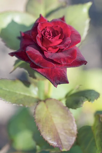 Arbusto Fiore Una Rosa Rossa Una Giornata Sole Estate — Foto Stock