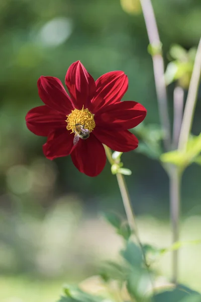 Bumblebee Red Dahlia Summer Garden Flower Bed — Stock Photo, Image