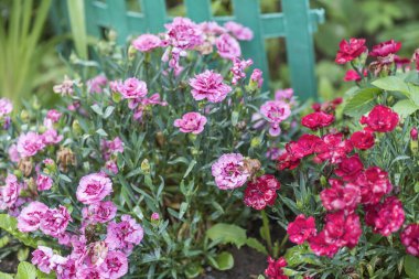 Flowerbed üzerinde yaz bahçesinde karanfil chabot