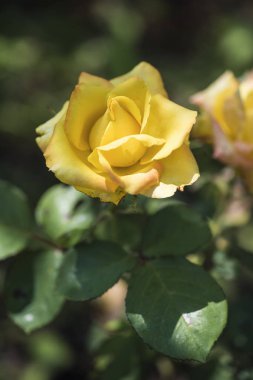 Çalı ve yaz aylarında güneşli bir sarı bir gül çiçek