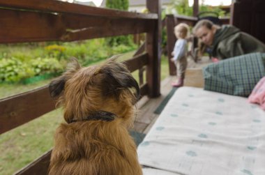 Bir köpek - gözüyle dünya küçük kırmızı köpek insanlara benziyor.