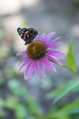 Kahverengi-turuncu kelebek Amiral pembe çiçek Rudbeckia