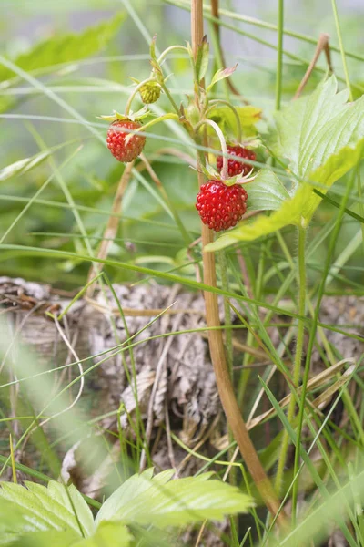 Yoğun Çim Yakın Çekim Içinde Yabani Çilek Berry — Stok fotoğraf