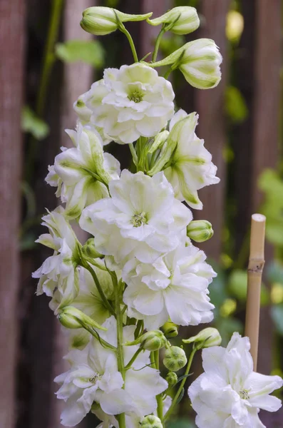 Kwiaty Białe Delphinium Latem Łóżko Ogród — Zdjęcie stockowe