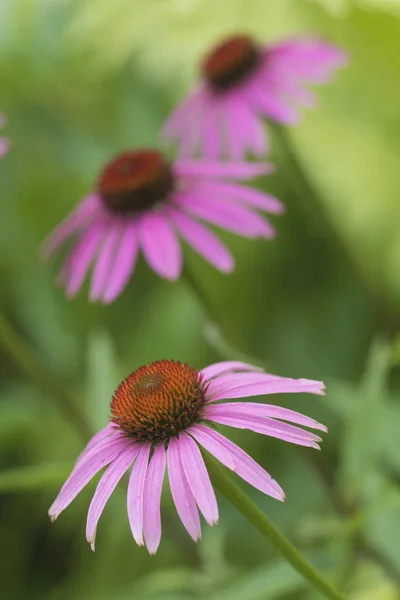 Flowers Pink Coneflower Rudbeckia Bed Garden — Stock Photo, Image