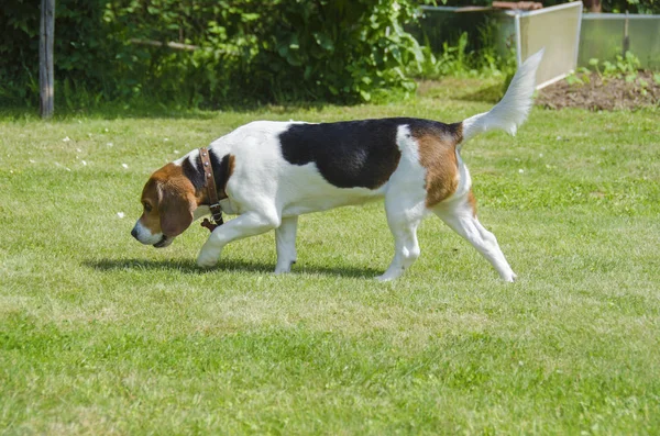 英语比格犬 外部的一条狗猎犬打猎 — 图库照片