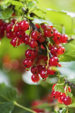 Meyveler bir yağmur sonra yaz bahçesinde kırmızı kuş üzümü