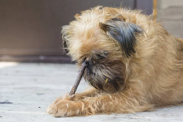 Küçük Kırmızı Köpek Brüksel Griffin Onun Favori Sopa Ile — Stok fotoğraf