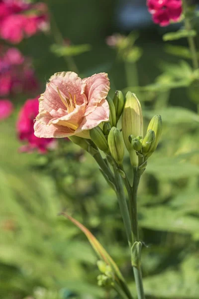 Рожева Лілія Садовому Ліжку Літньому Саду — стокове фото