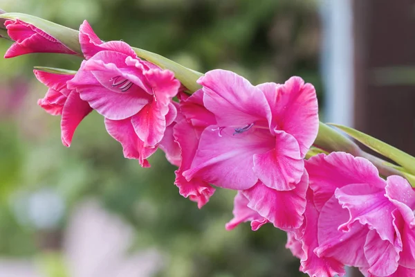 Blomma Med Rosa Gladiolus Solig Sommardag — Stockfoto