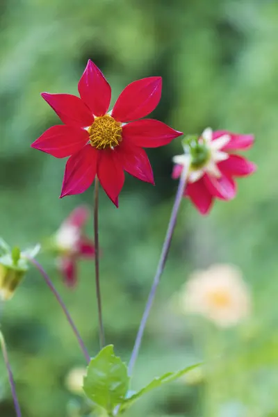 緋のダリア型バンビーノ日当たりの良い花壇に夏の日 — ストック写真