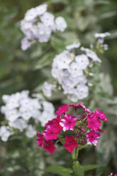 Jasně Červené Phloxes Letní Zahradě Záhon — Stock fotografie