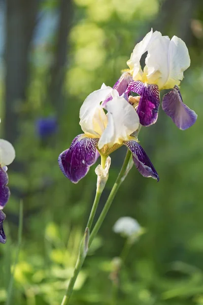 Många Färgglada Blå Vit Iris Trädgården Sängen Sommaren — Stockfoto