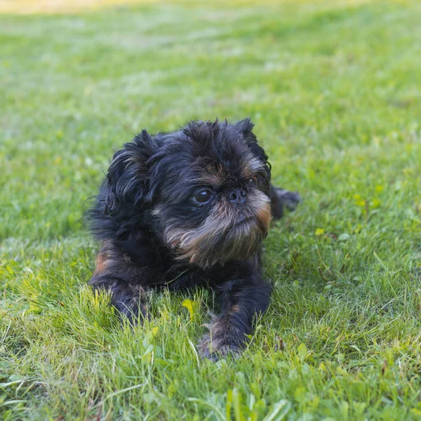 Dog Belgian Griffon Lying Lawn His Tongue Hanging Out — Stock Photo, Image