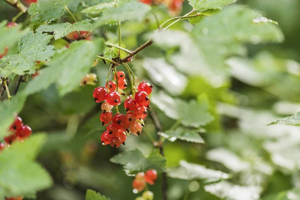 Berries Red Currants Summer Garden Rain — Stock Photo, Image