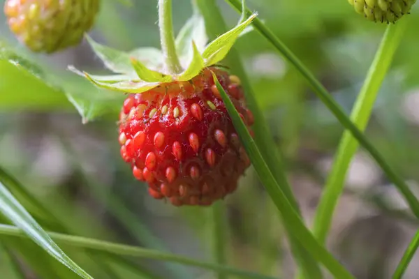 Berry Wild Strawberry Dense Grass Close — Stock Photo, Image